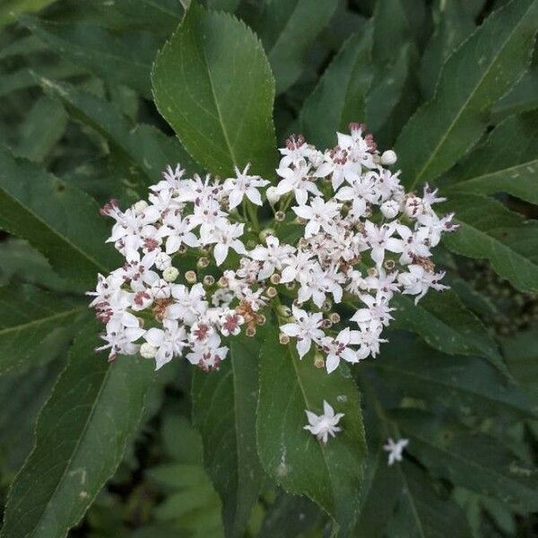 Sambucus ebulus Kwiat