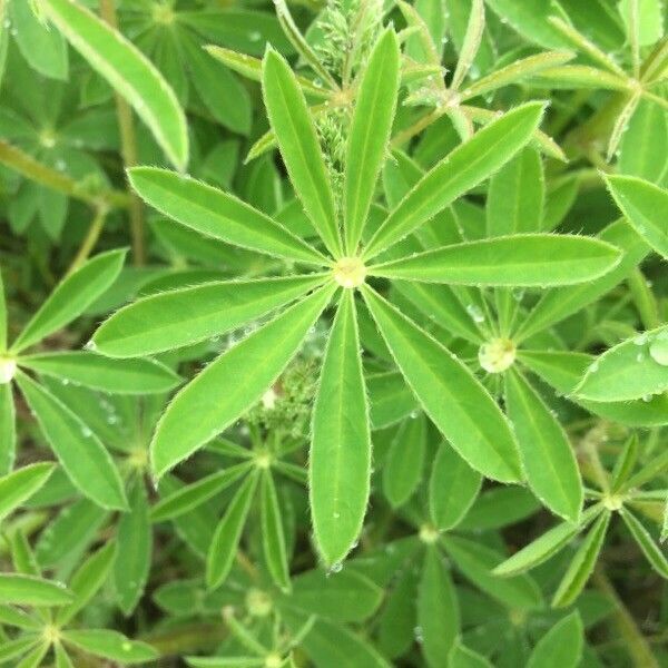 Lupinus albifrons Fuelha