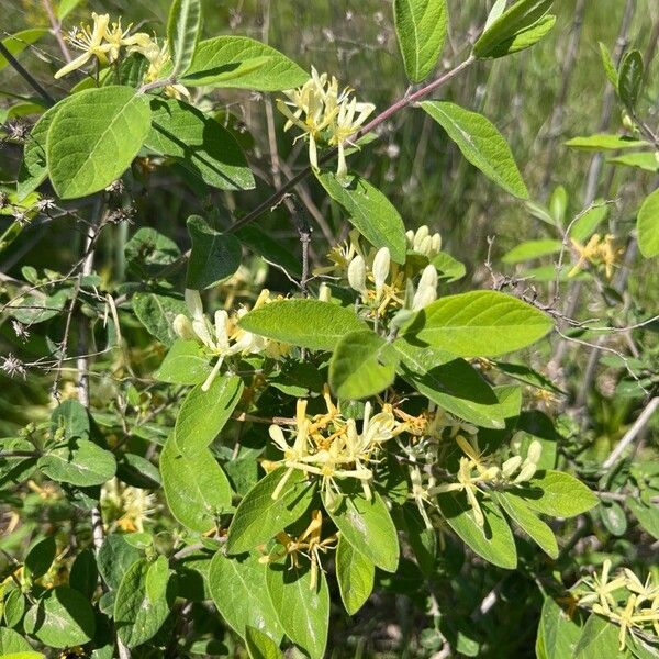 Lonicera morrowii Çiçek