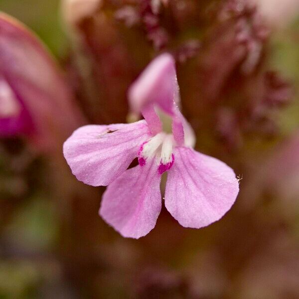 Pedicularis sylvatica Blüte