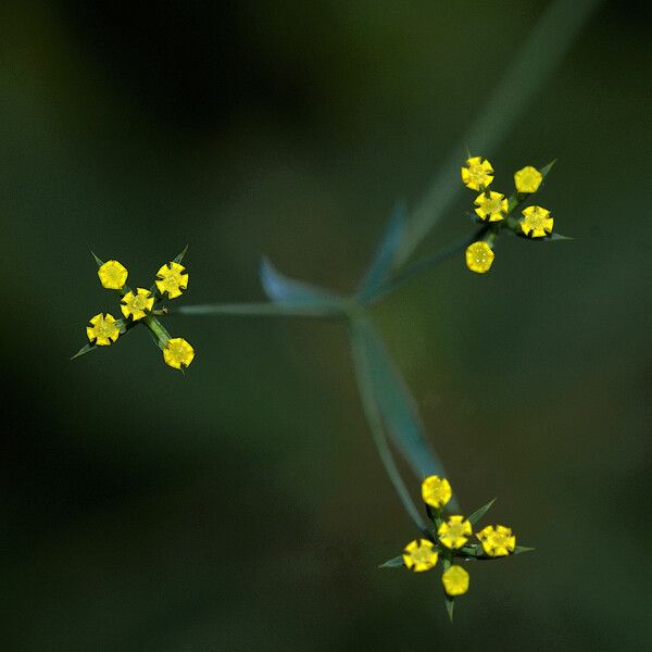 Bupleurum praealtum Flor