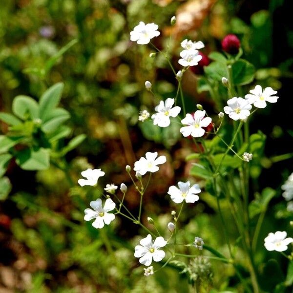 Gypsophila elegans Облик