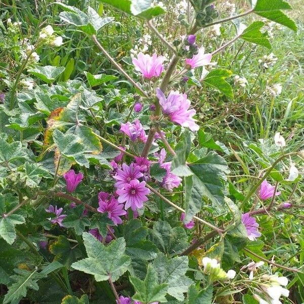 Malva sylvestris عادت