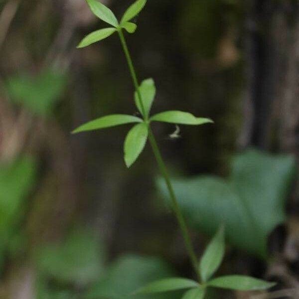 Galium triflorum Leaf