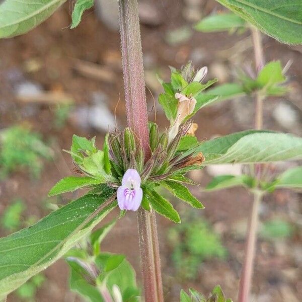 Hygrophila auriculata Liść