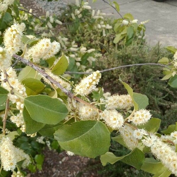 Prunus ilicifolia Flower