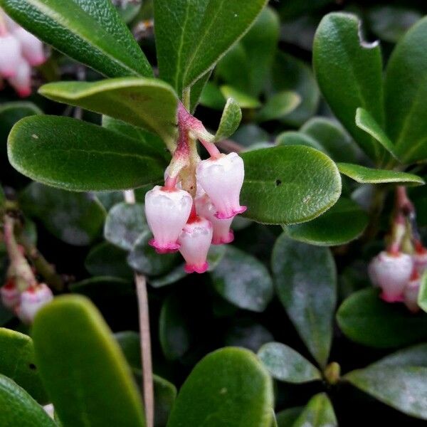 Arctostaphylos uva-ursi Λουλούδι