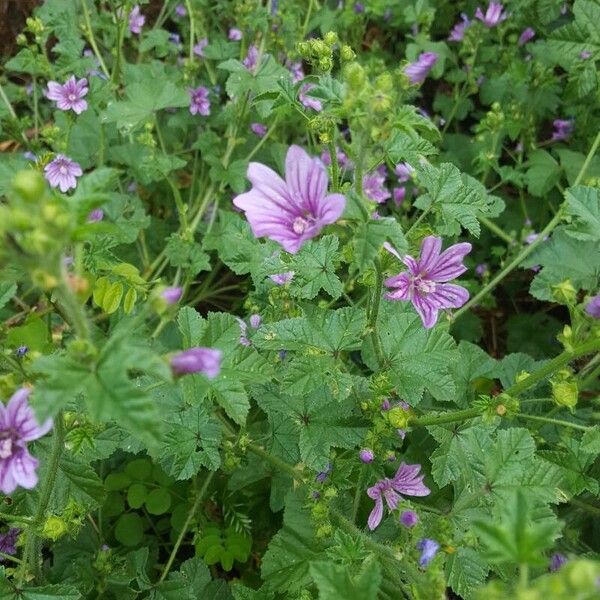 Malva sylvestris Habit