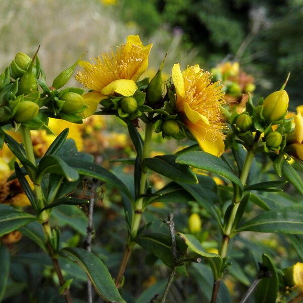 Hypericum prolificum Цвят