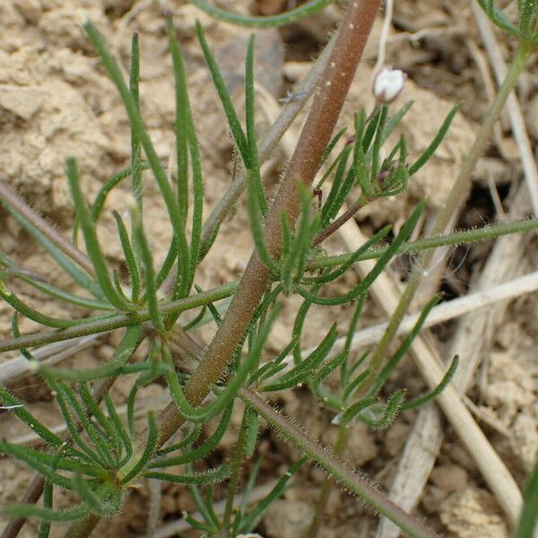 Spergula arvensis 葉