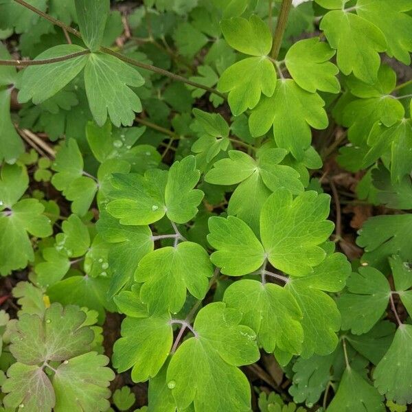 Aquilegia vulgaris Leht