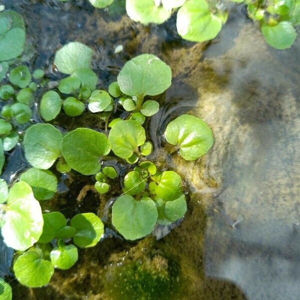 Nasturtium officinale Лист