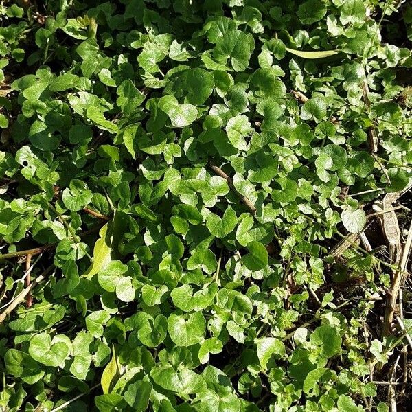 Centella asiatica Συνήθη χαρακτηριστικά