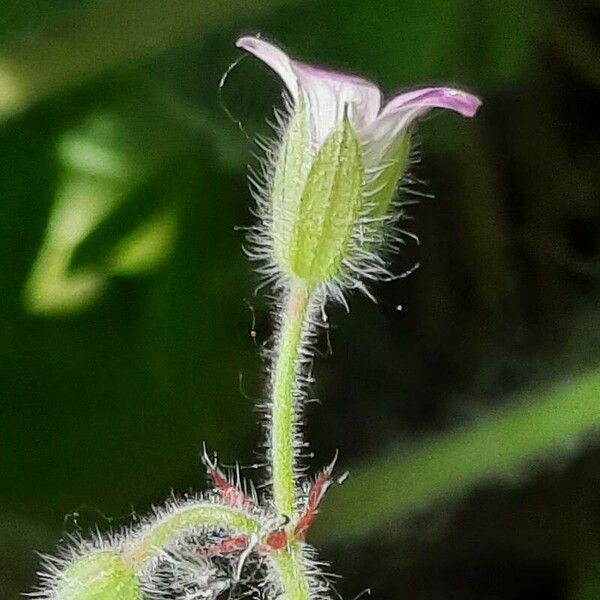 Geranium rotundifolium പുഷ്പം