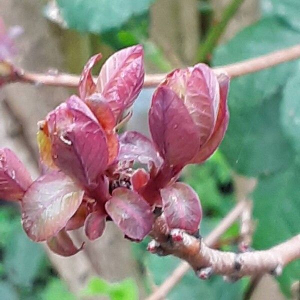 Cotinus coggygria Blatt