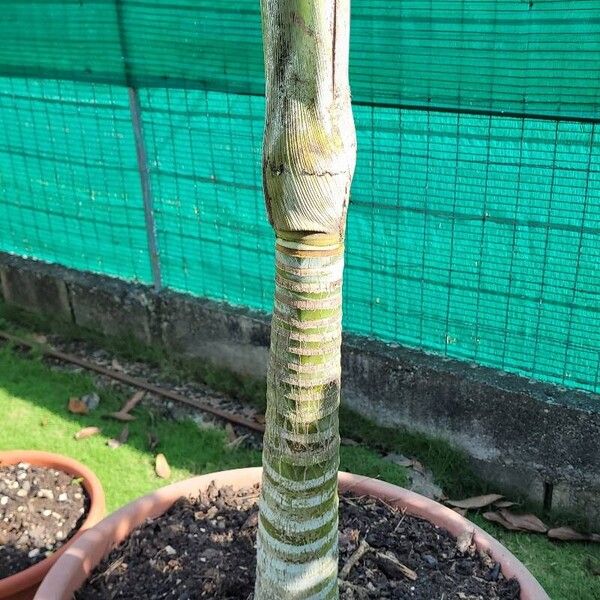 Dypsis madagascariensis Kabuk