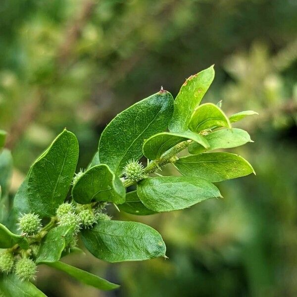 Acacia paradoxa ഇല