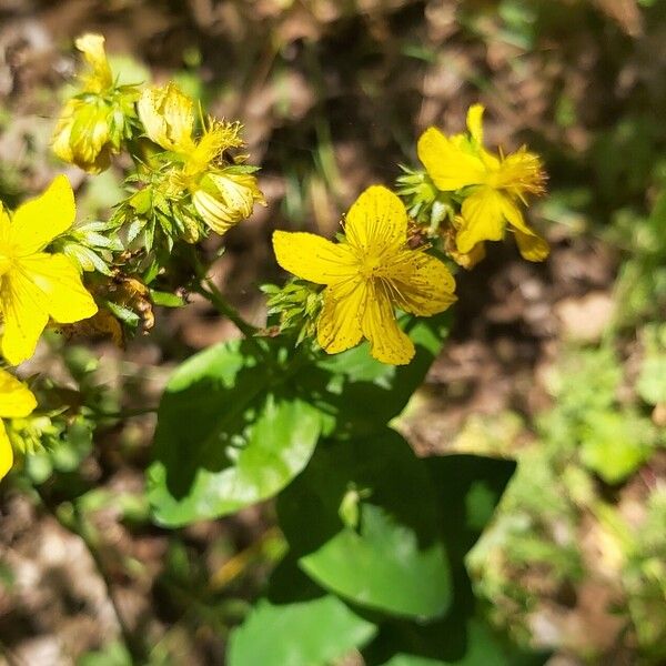 Hypericum montbretii Flower