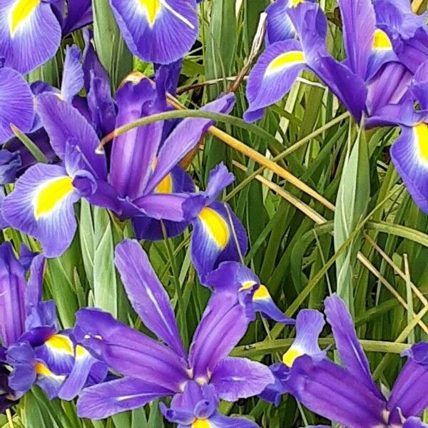 Iris xiphium Floare