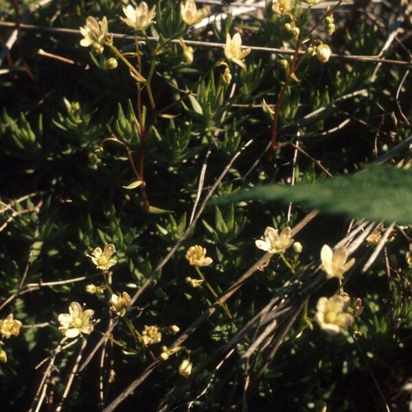 Saxifraga bronchialis Характер