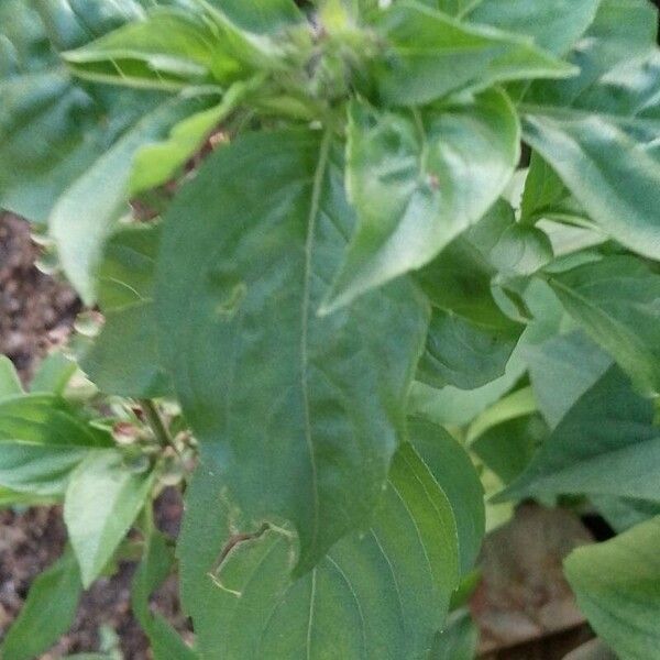 Ocimum basilicum Leaf