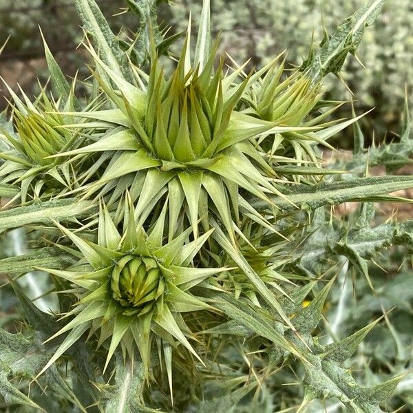 Onopordum illyricum Flower