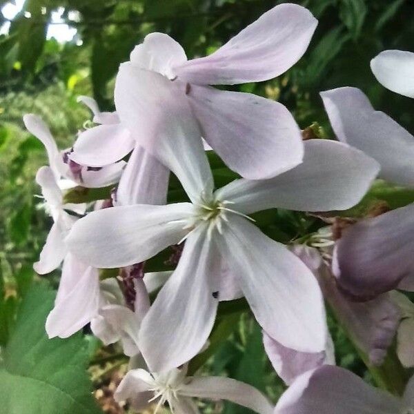 Saponaria officinalis Flower