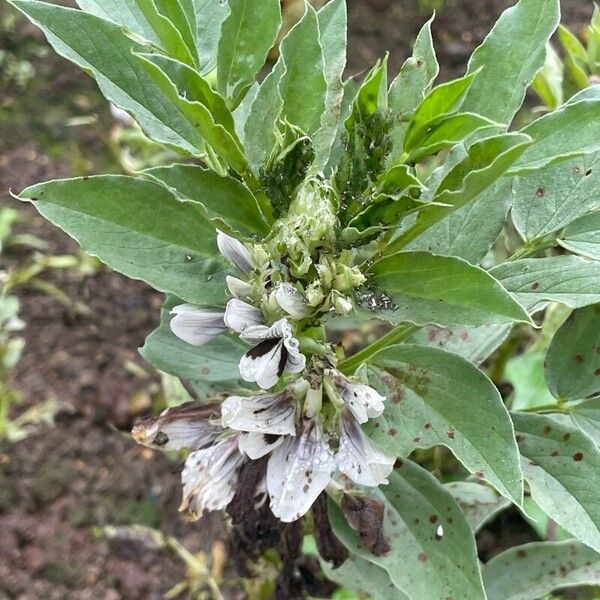 Vicia faba Floare