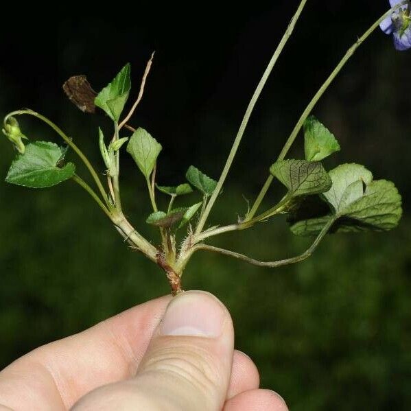 Viola riviniana Habitus