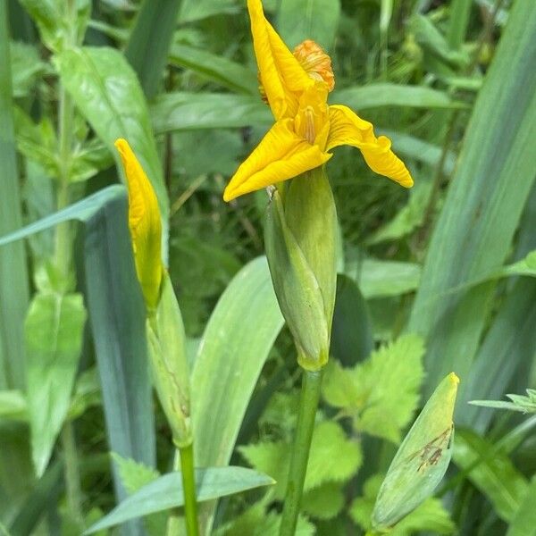 Iris pseudacorus Bloem