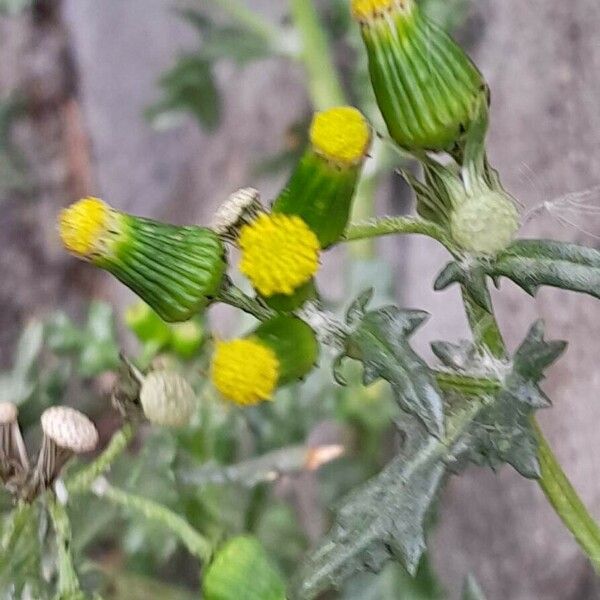 Senecio vulgaris Flower