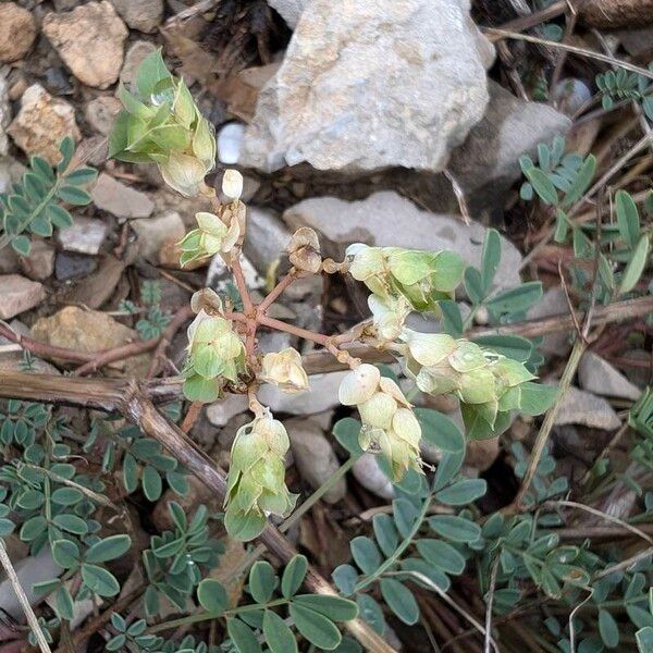 Euphorbia falcata Flower