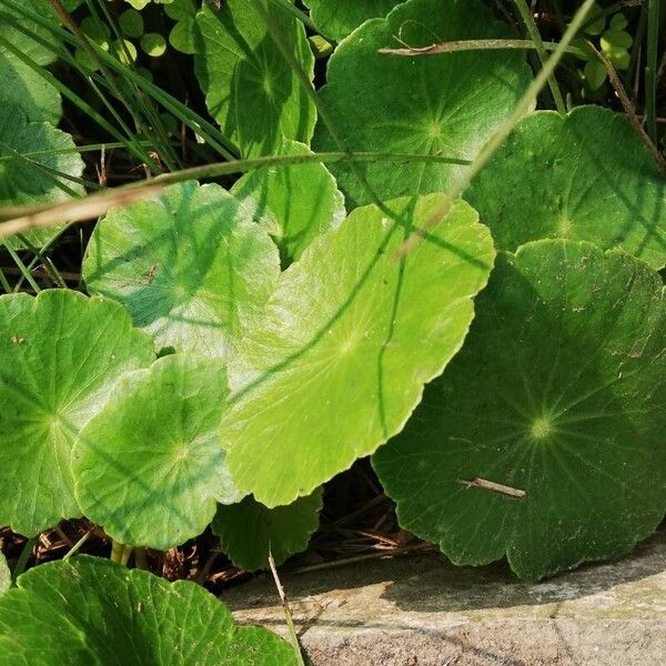 Centella asiatica Φύλλο