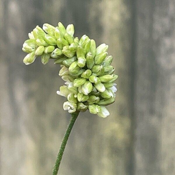 Persicaria lapathifolia Flor