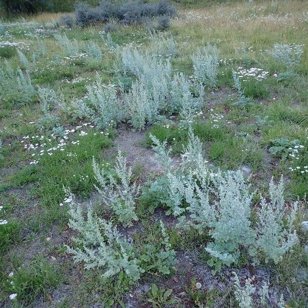 Artemisia absinthium عادت