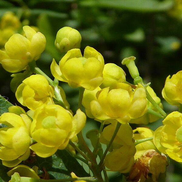 Berberis vulgaris Flors