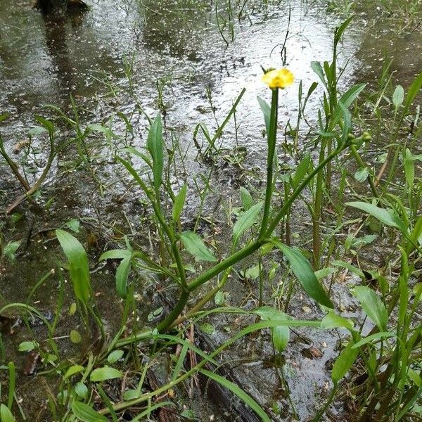 Ranunculus flammula Blomst