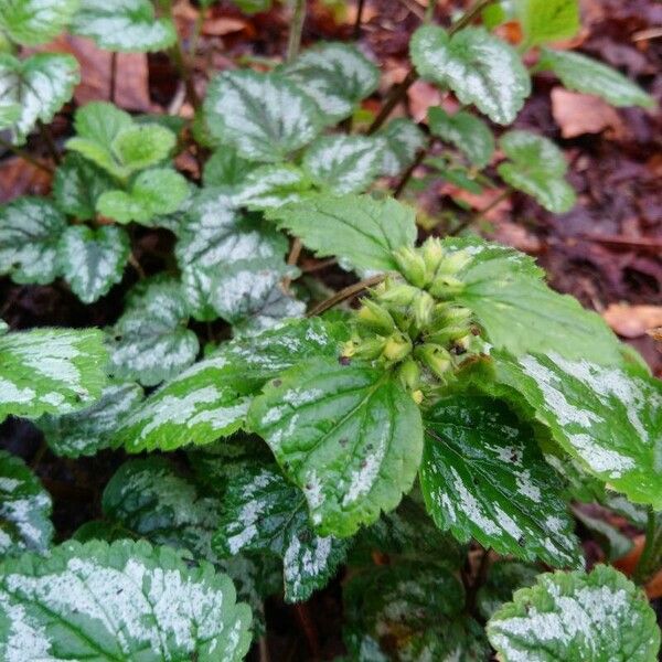 Lamium galeobdolon Fuelha