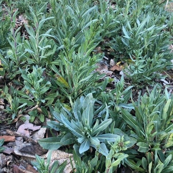 Isatis tinctoria Blad