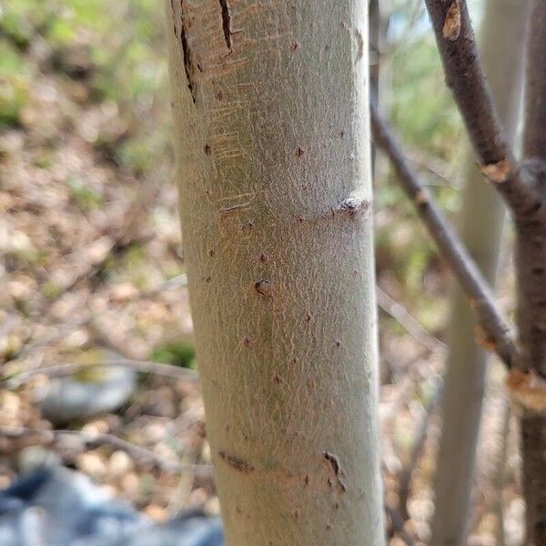 Populus tremuloides Φλοιός
