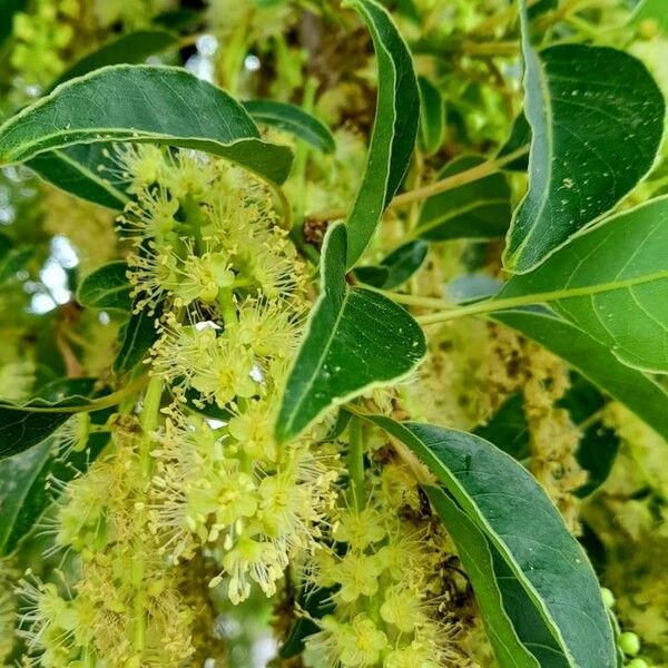 Phytolacca dioica Flower