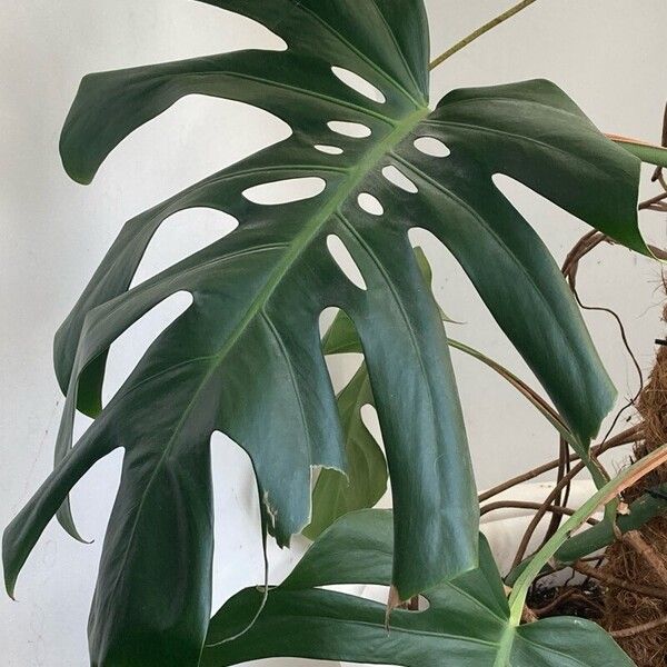 Monstera deliciosa 葉