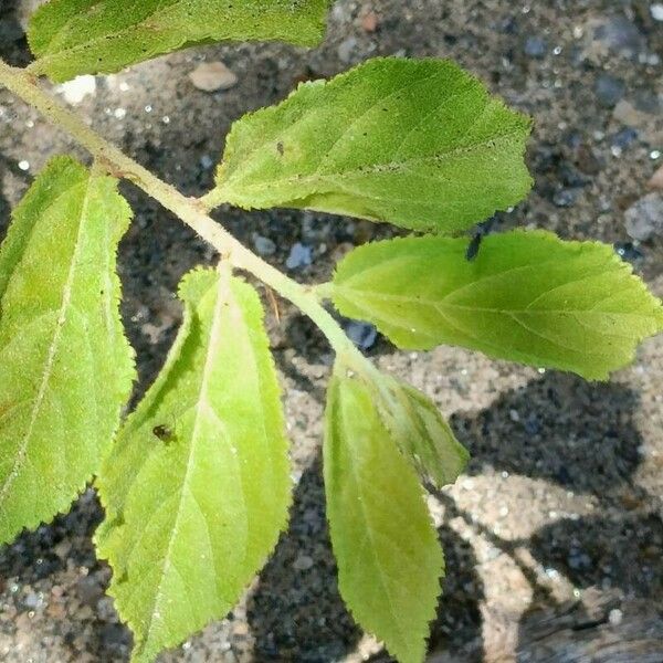 Grewia flavescens Leaf