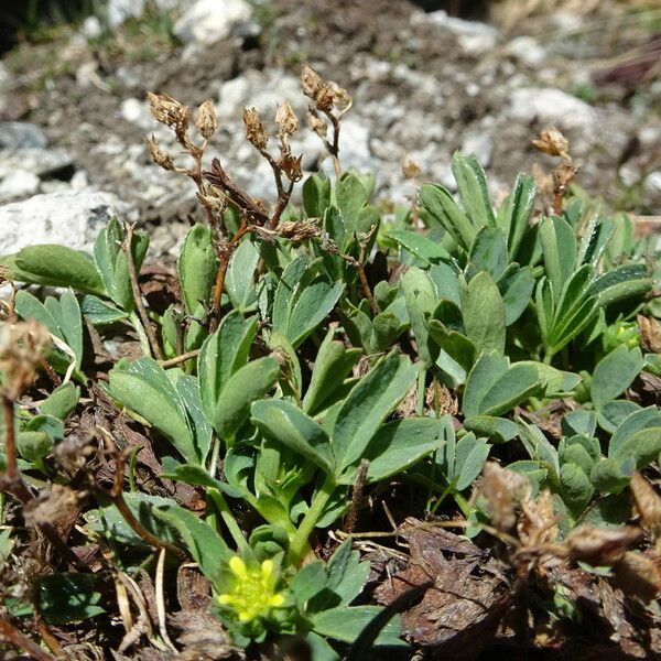 Sibbaldia procumbens Habitatea