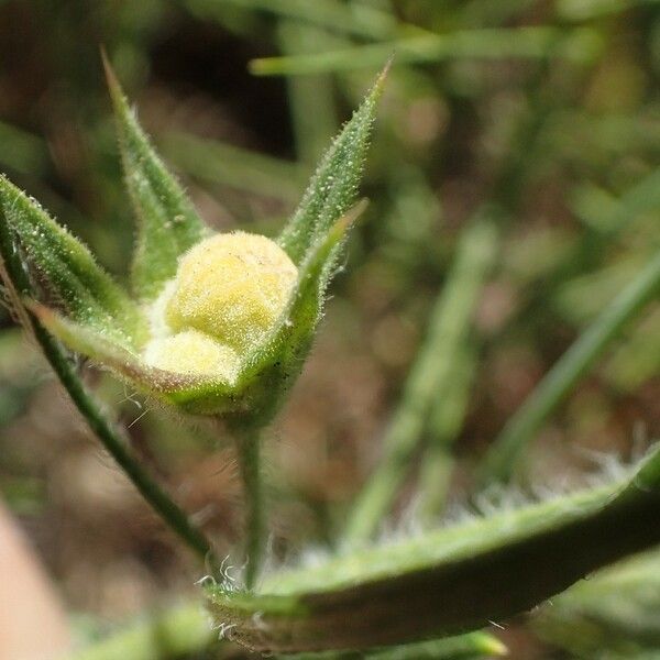 Teucrium pseudochamaepitys ফুল