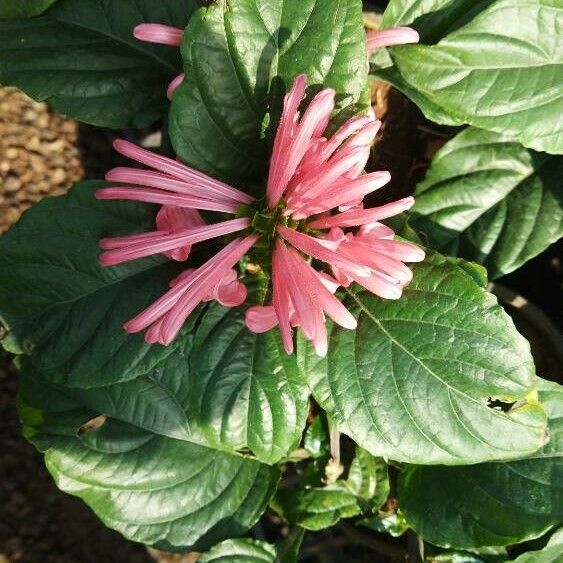 Justicia carnea Fleur