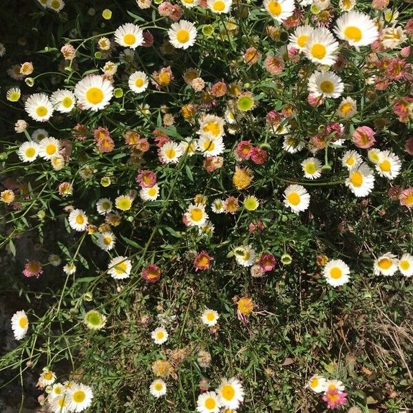 Erigeron karvinskianus Облик