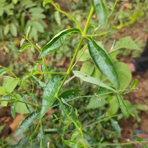 Andrographis paniculata Leaf