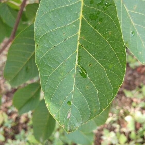 Juglans regia Liść