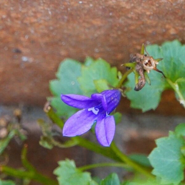 Campanula portenschlagiana Leaf